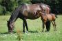 images/galerien/rottalerpferde/DSC_0173.jpg