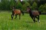images/galerien/rottalerpferde/Rottaler_2113.jpg