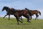 images/galerien/rottalerpferde/Rottaler_2166.jpg