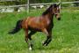images/galerien/rottalerpferde/Rottaler_217.jpg